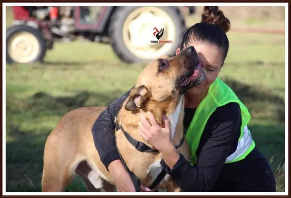 Pies do adopcji, Pniewo-Czeruchy, 16 maja 2018 (3/4)