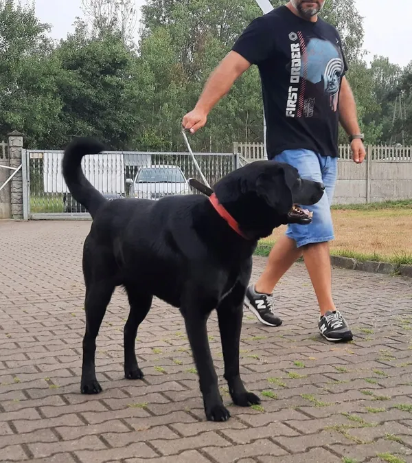 Pies do adopcji, Sosnowice, 16 sierpnia 2022 (3/5)