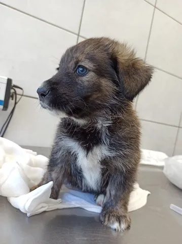 Pies do adopcji, Kielce, 22 listopada 2022