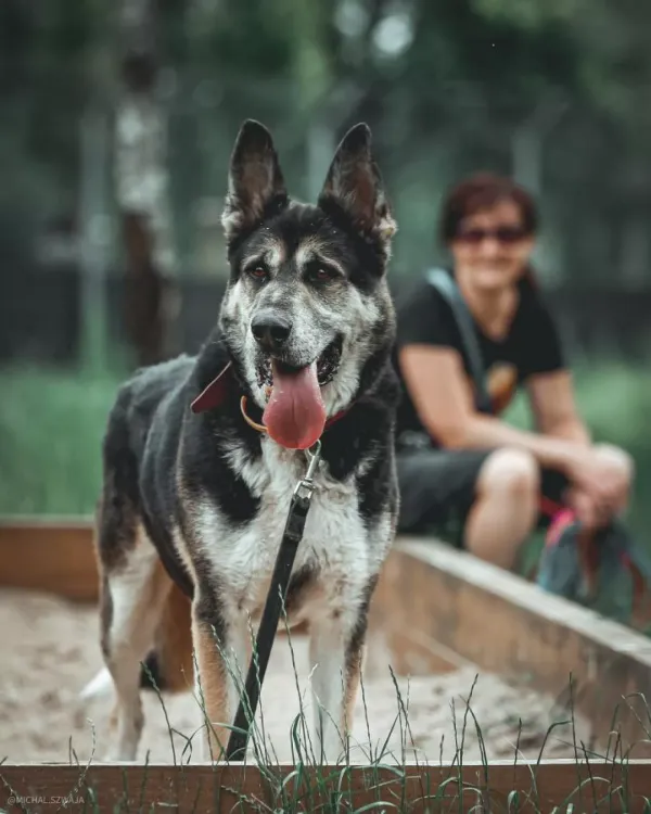 Pies do adopcji, Warszawa, 20 stycznia 2021 (5/5)