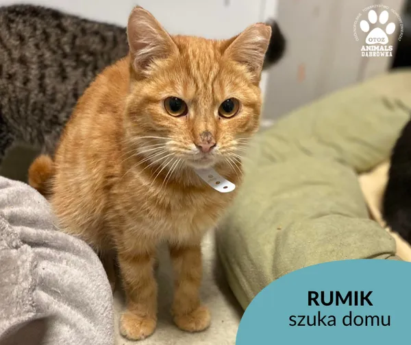 Kot do adopcji, Dąbrówka, 22 listopada 2022