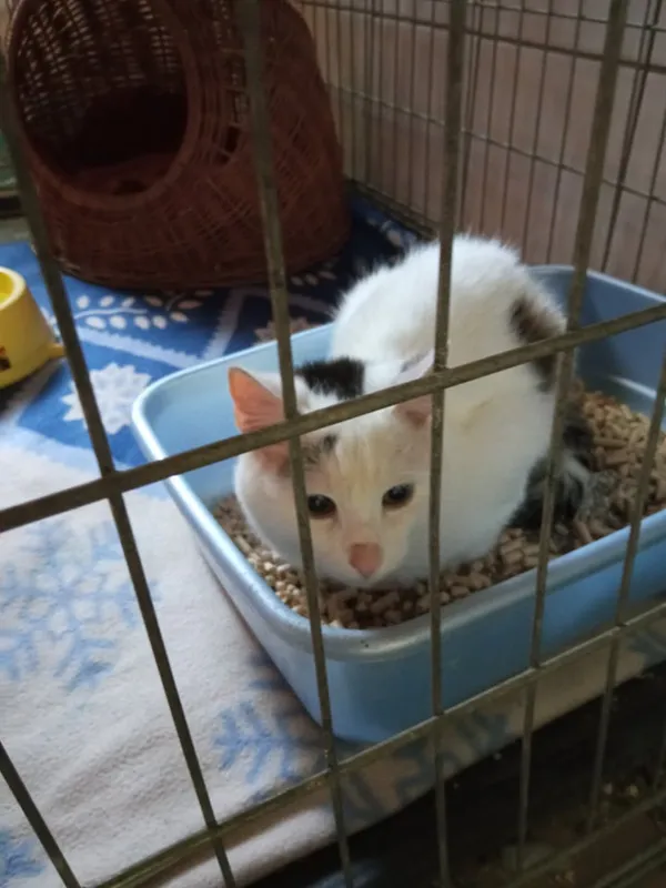 Kot do adopcji, Orzechowce, 8 września 2021 (2/4)