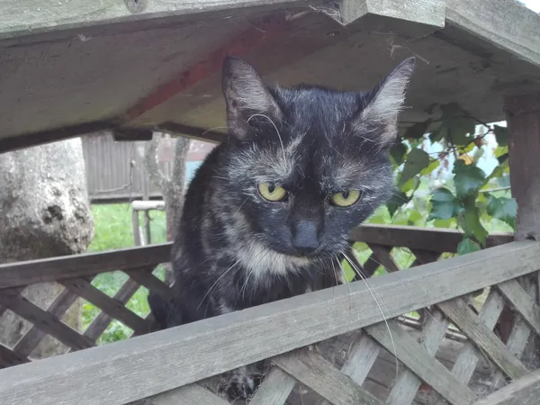 Kot do adopcji, Orzechowce, 8 sierpnia 2019 (2/5)