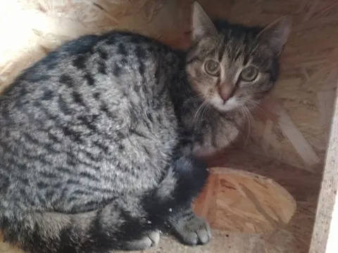 Kot do adopcji, Orzechowce, 16 grudnia 2017 (3/5)