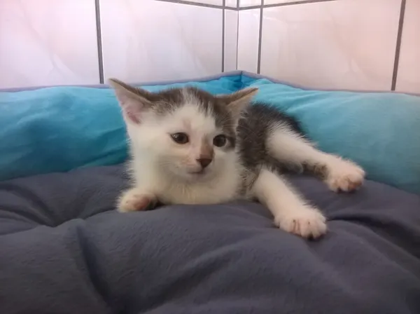 Kot do adopcji, Orzechowce, 29 czerwca 2017 (2/5)