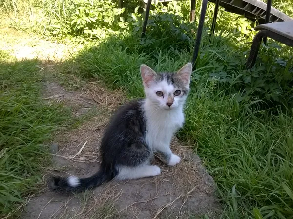 Kot do adopcji, Orzechowce, 29 czerwca 2017 (5/5)