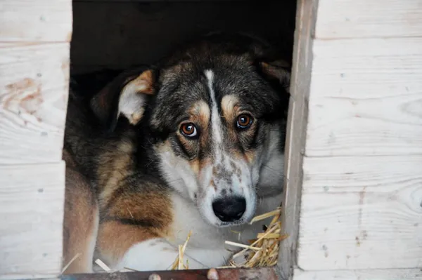 Pies do adopcji, Pniewo-Czeruchy, 26 lipca 2018 (3/4)