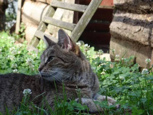 Kot do adopcji, Orzechowce, 27 lipca 2016 (3/5)