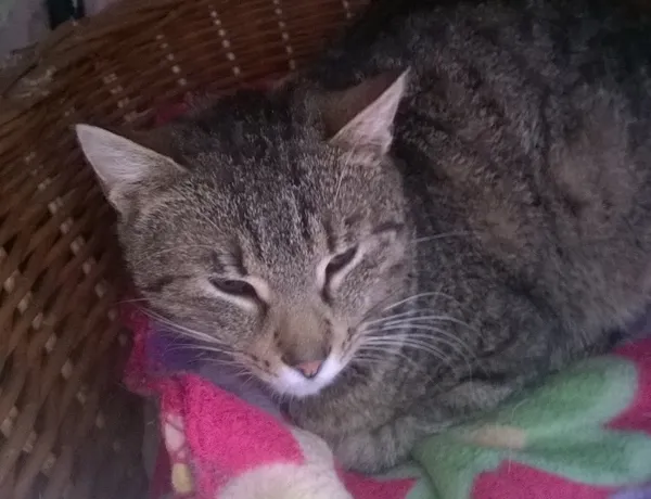 Kot do adopcji, Orzechowce, 25 listopada 2014 (1/5)