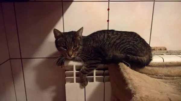 Kot do adopcji, Orzechowce, 25 listopada 2014 (2/5)