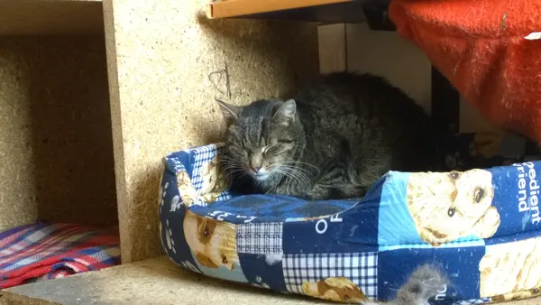 Kot do adopcji, Orzechowce, 25 listopada 2014 (4/5)