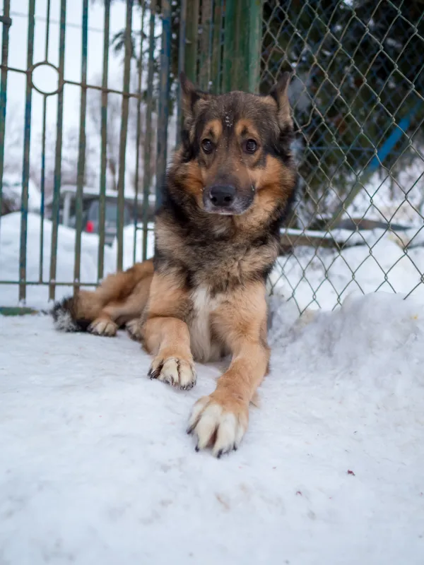 Pies do adopcji, Orzechowce, 31 lipca 2025 (4/5)