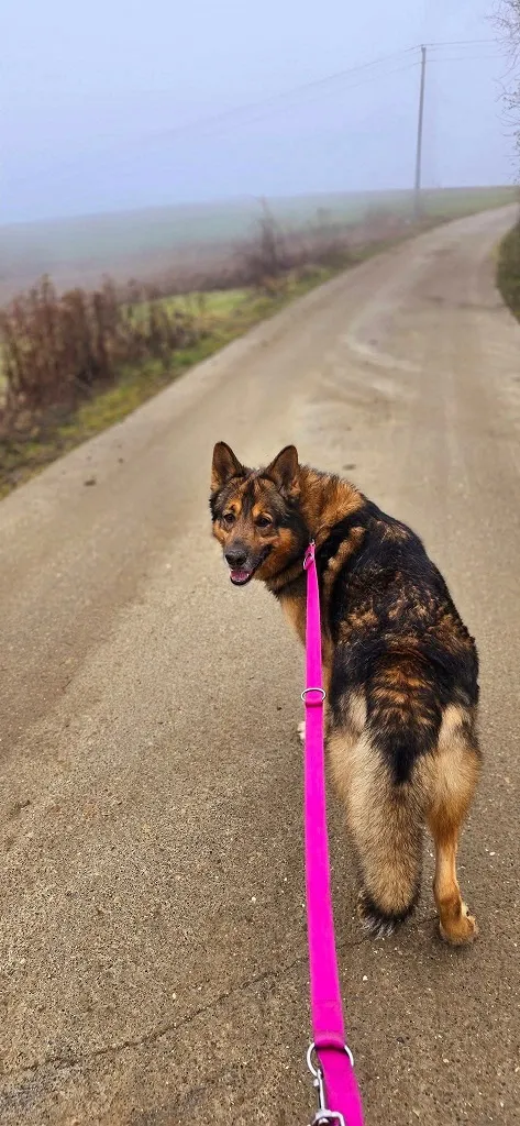 Pies do adopcji, Orzechowce, 31 lipca 2025 (5/5)