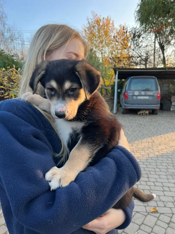 Pies do adopcji, Orzechowce, 2 listopada 2022 (1/2)