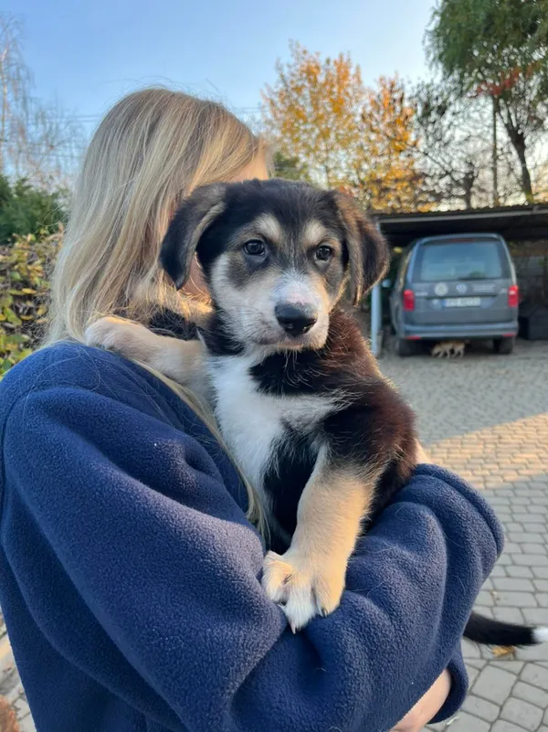 Pies do adopcji, Orzechowce, 2 listopada 2022 (2/2)