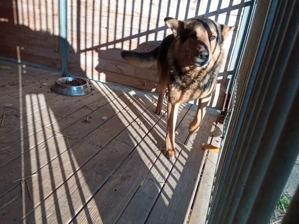 Pies do adopcji, Orzechowce, 2 kwietnia 2022 (2/5)