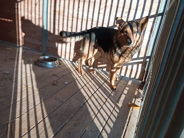 Pies do adopcji, Orzechowce, 2 kwietnia 2022 (4/5)