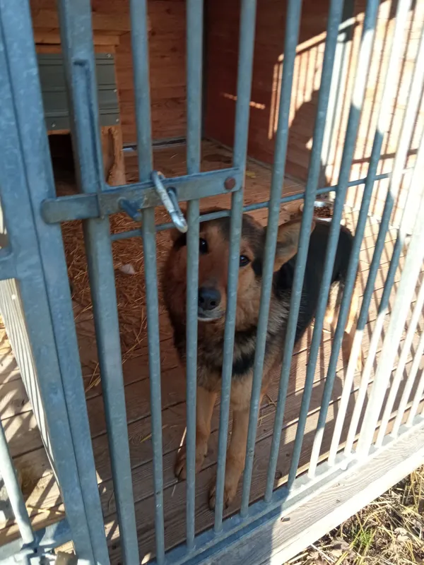 Pies do adopcji, Orzechowce, 2 kwietnia 2022 (5/5)