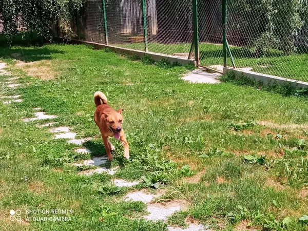 Pies do adopcji, Orzechowce, 11 czerwca 2021 (5/5)