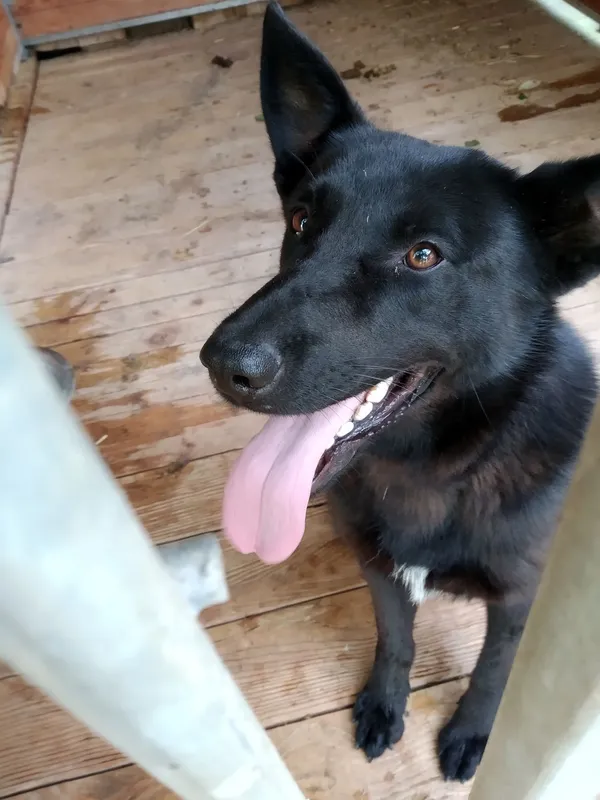 Pies do adopcji, Orzechowce, 21 czerwca 2019 (1/5)