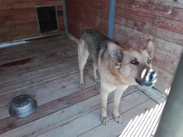 Pies do adopcji, Orzechowce, 18 kwietnia 2019 (3/5)