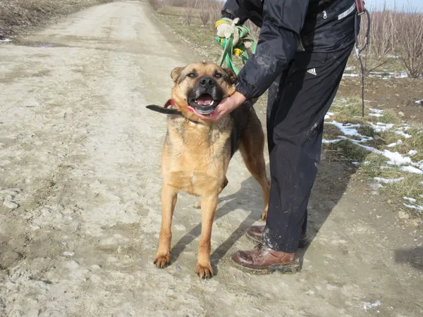 Pies do adopcji, Orzechowce, 1 sierpnia 2018 (4/5)