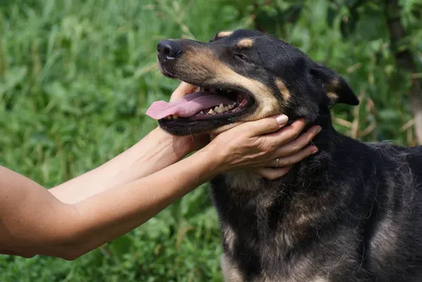 Pies do adopcji, Orzechowce, 3 września 2017 (5/5)