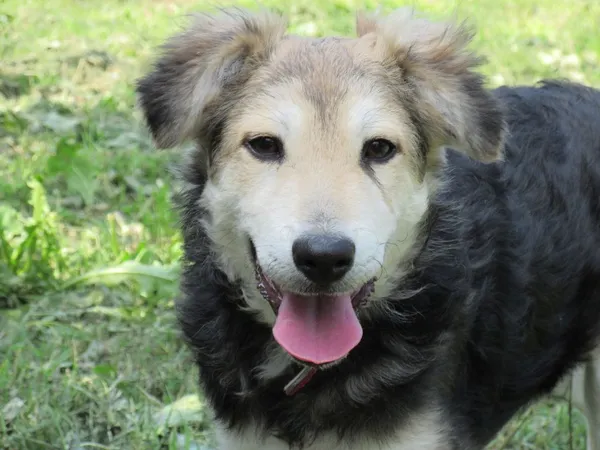 Pies do adopcji, Orzechowce, 21 maja 2015 (1/5)