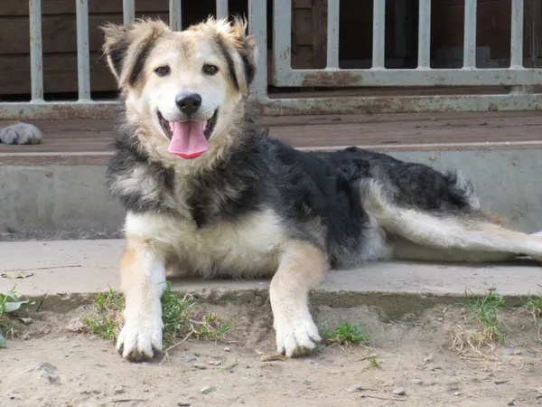 Pies do adopcji, Orzechowce, 21 maja 2015 (5/5)