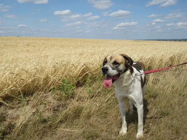 Pies do adopcji, Orzechowce, 4 sierpnia 2014 (1/5)