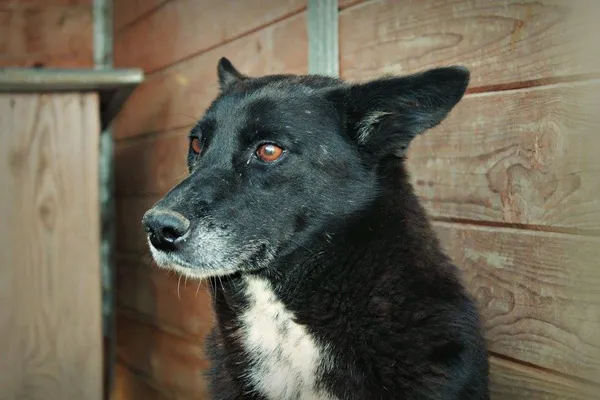 Pies do adopcji, Orzechowce, 17 stycznia 2012 (3/3)