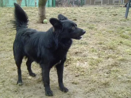 Pies do adopcji, Orzechowce, 26 czerwca 2010 (2/4)