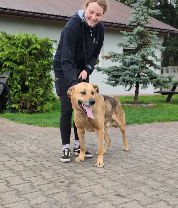 Pies do adopcji, Sosnowice, 22 września 2022 (4/4)
