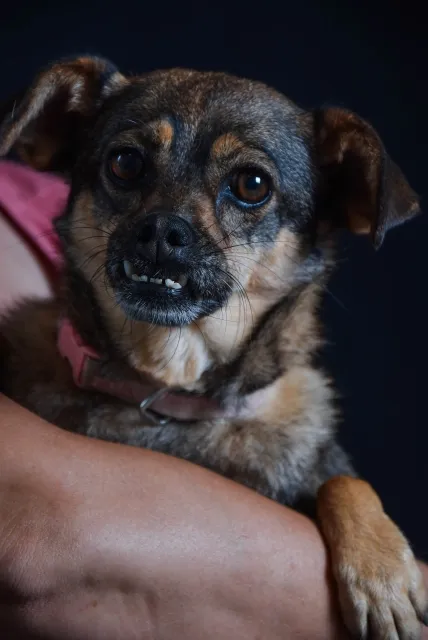 Pies do adopcji, Piła, 11 kwietnia 2022 (1/5)