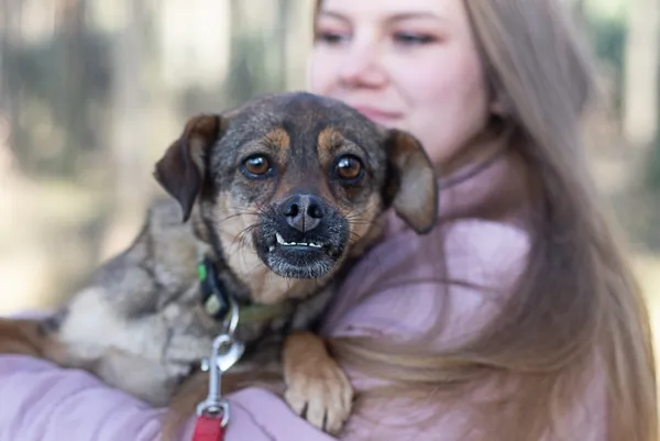 Pies do adopcji, Piła, 11 kwietnia 2022 (3/5)