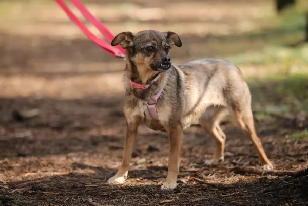 Pies do adopcji, Piła, 11 kwietnia 2022 (4/5)