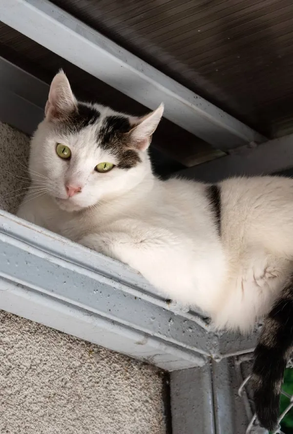 Znaleziono kota, Łódź, 6 maja 2021 (2/3)