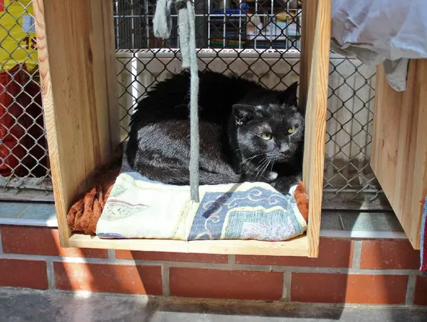 Znaleziono kota, Łódź, 24 czerwca 2014 (1/3)