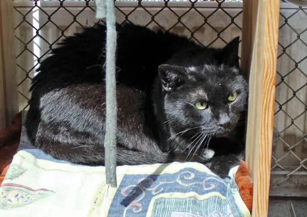 Znaleziono kota, Łódź, 24 czerwca 2014 (2/3)