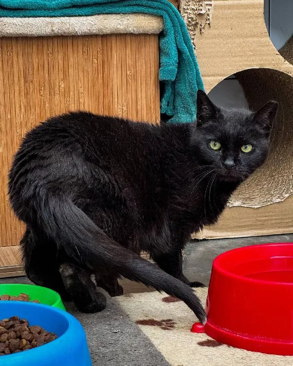 Znaleziono kota, Łódź, 24 czerwca 2014 (3/3)