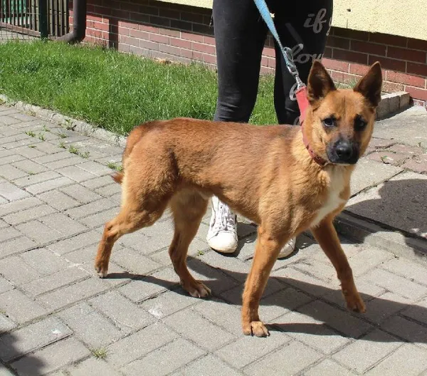 Znaleziono psa, Łódź, 3 stycznia 2016 (4/5)