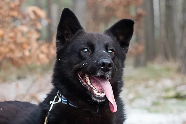 Pies do adopcji, Piła, 26 kwietnia 2021 (1/5)