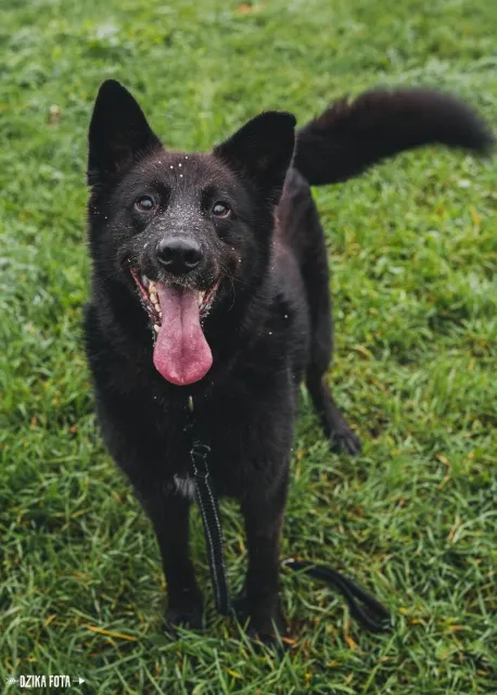 Pies do adopcji, Piła, 26 kwietnia 2021 (2/5)