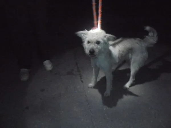 Znaleziono psa, Radom, 17 sierpnia 2017