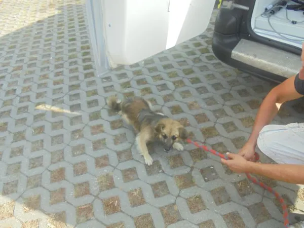 Znaleziono psa, Radom, 11 sierpnia 2017