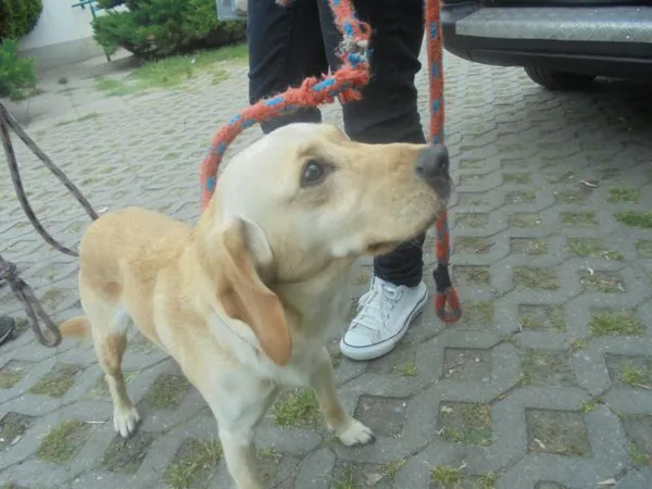 Znaleziono psa, Radom, 7 sierpnia 2017