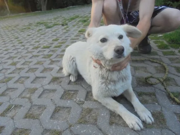 Znaleziono psa, Radom, 31 lipca 2017