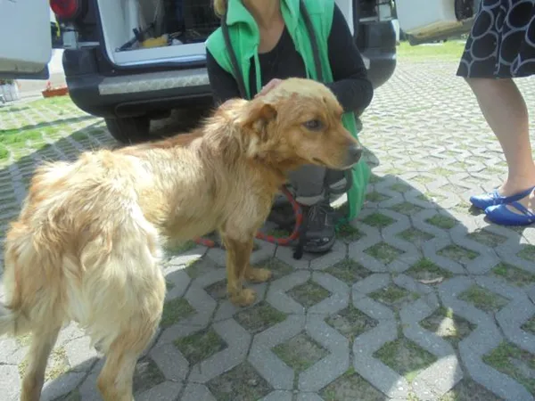Znaleziono psa, Radom, 26 lipca 2017