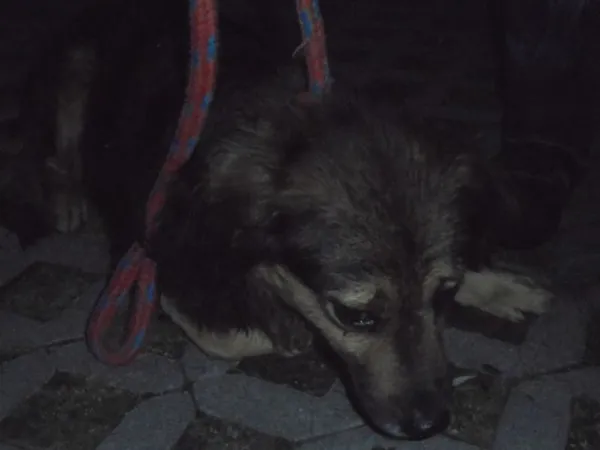 Znaleziono psa, Radom, 24 lipca 2017