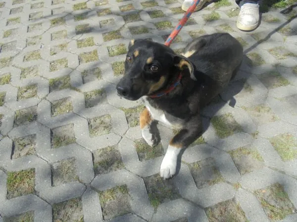 Znaleziono psa, Radom, 16 lipca 2017